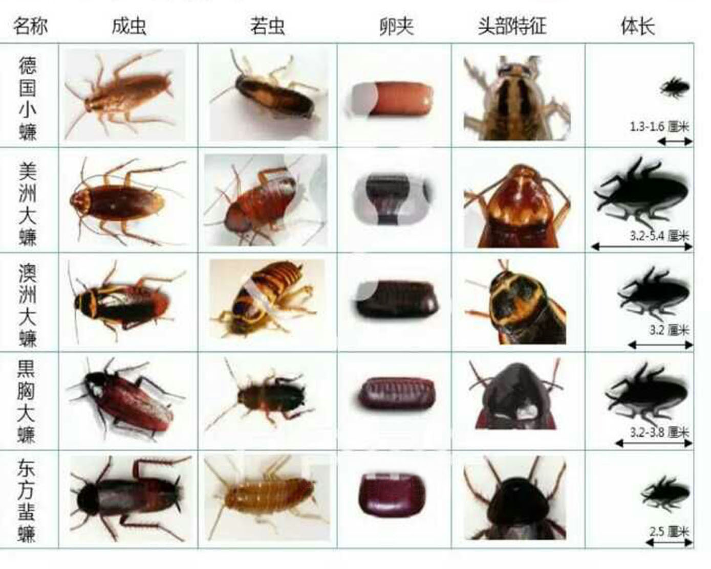 蟑螂设计图__昆虫_生物世界_设计图库_昵图网nipic.com